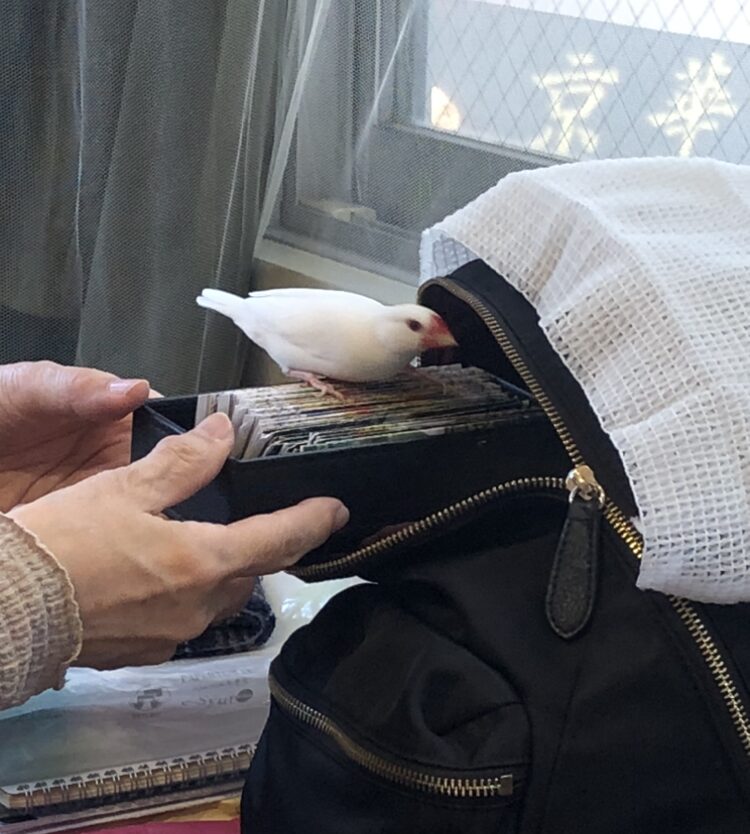 文鳥占い お豆先生